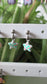 boucles d’oreilles » Etoiles »  Lapetra